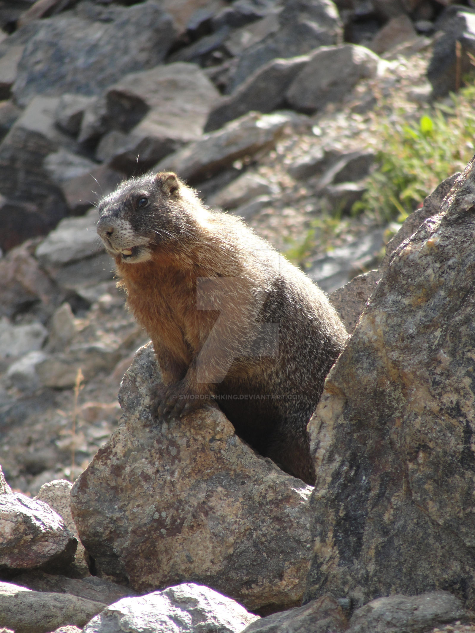 How much wood, Mr.Woodchuck?