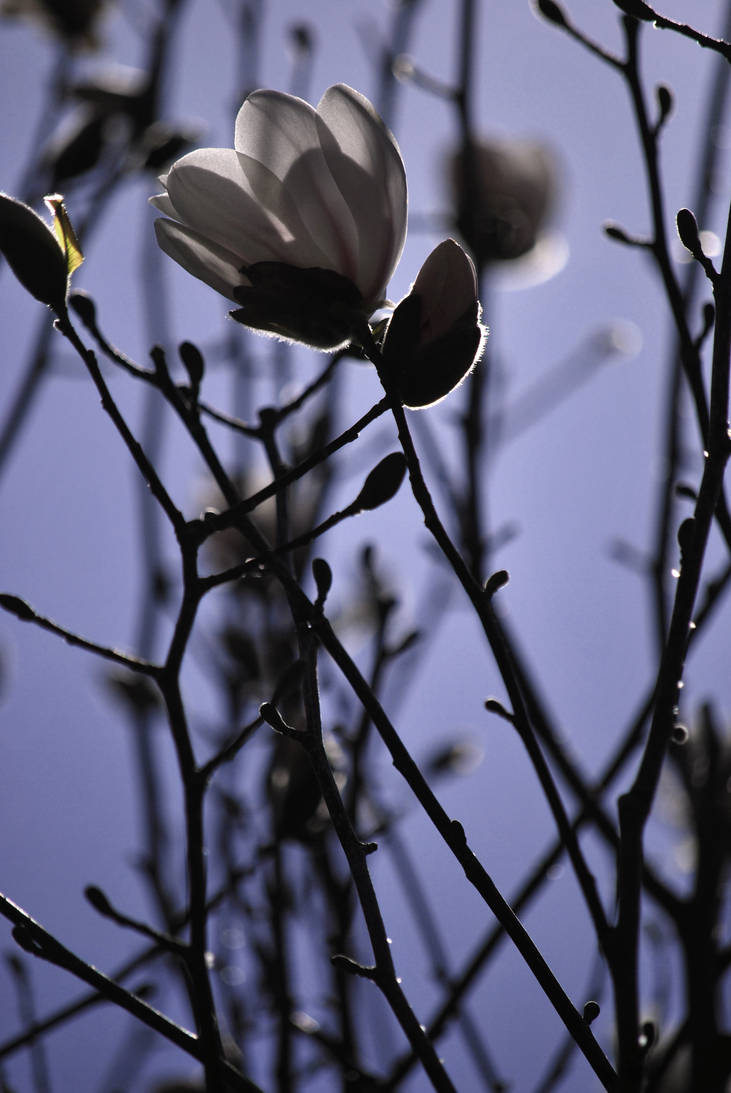 Spring Translucent Pfp Translucent Spring by gryphalkon on DeviantArt