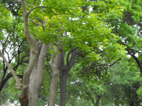 cemetery trees