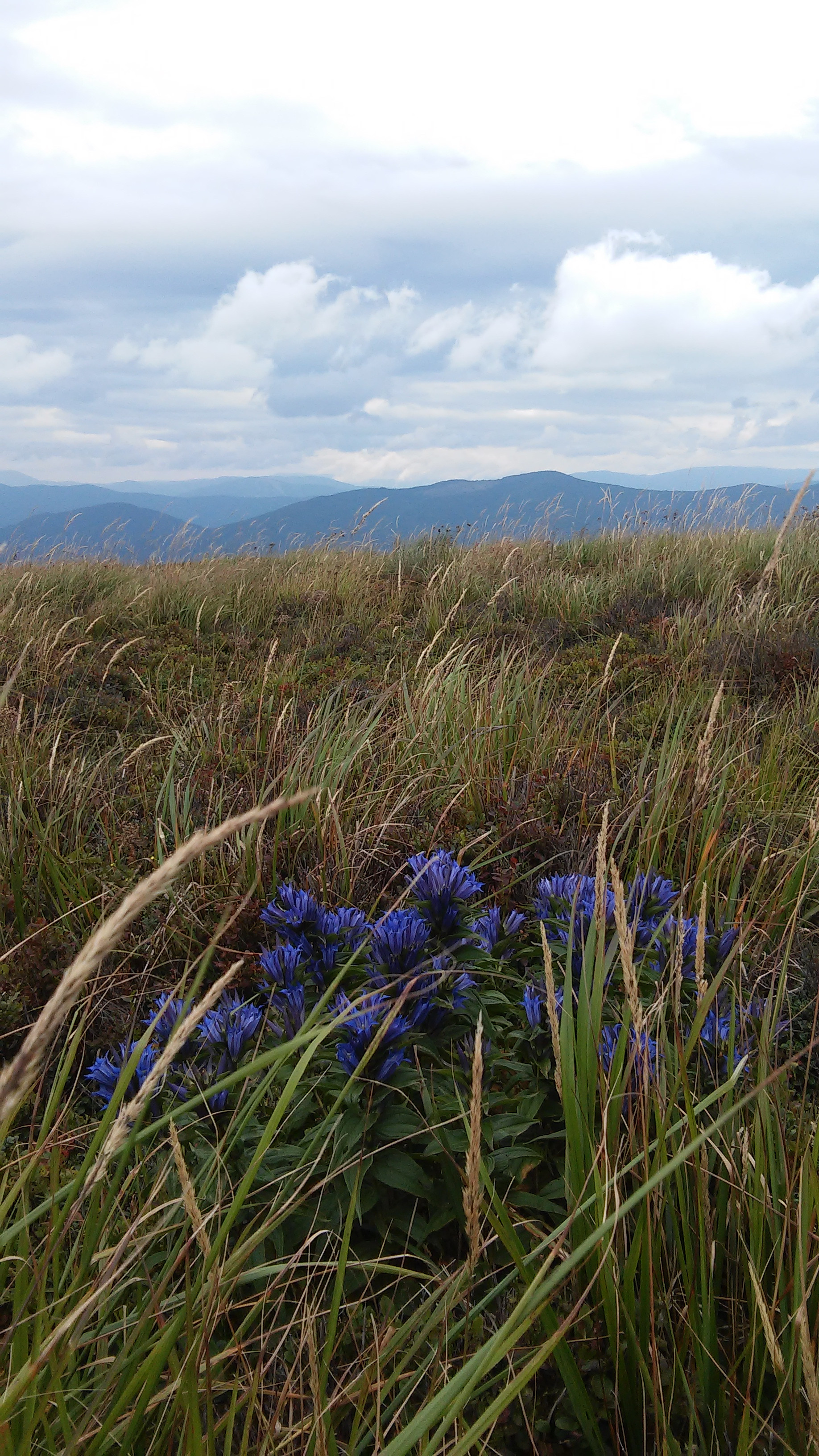 Just drop everything and go to Bieszczady