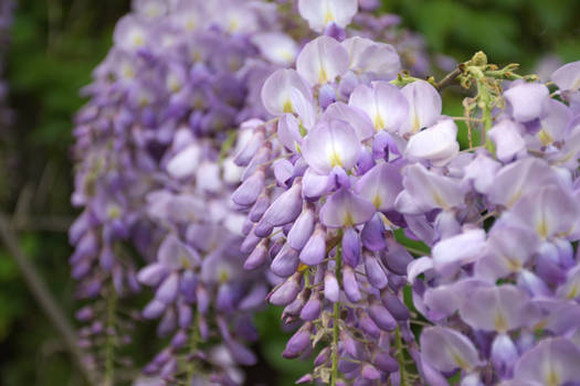 Wisteria