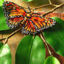 Orange Monarch Beaded Butterfly