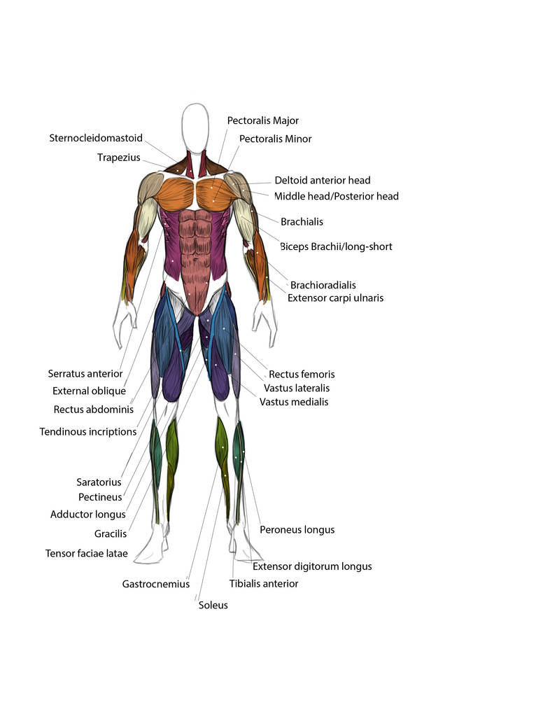 Muscle Map Front by Bedajh20 on DeviantArt