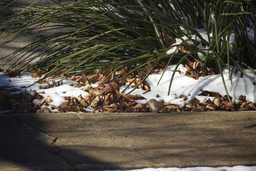 Sidewalk Bird