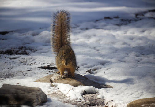 Squirrel In The Snow 2
