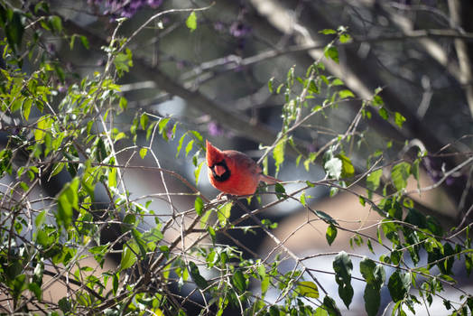 Cardinal In A Tree