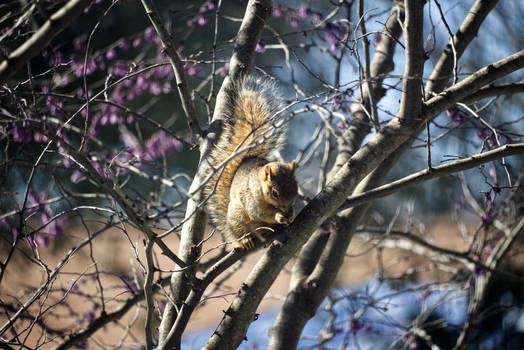 Tree Squirrel