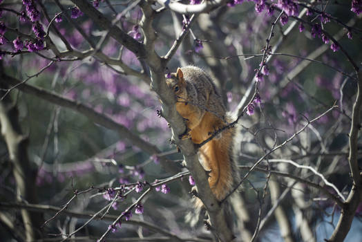 Tree Squirrel 2