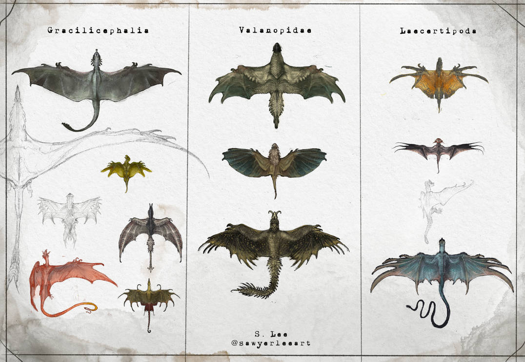 Dragon Classifications (Dragonslayer Codex) by SawyerLeeArt on DeviantArt
