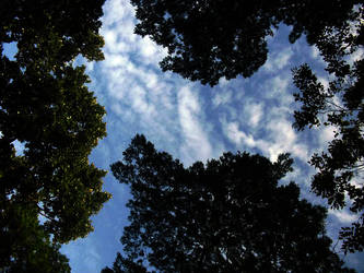 Cotton Clouds with Trees