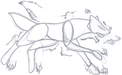 my wolf anatomy thing?