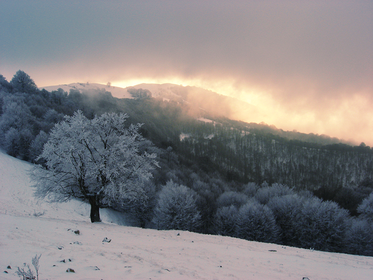 White tree on a dark hill