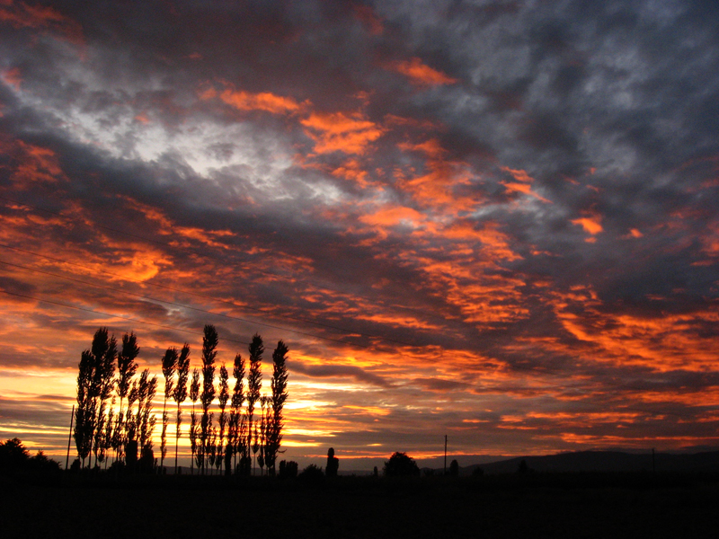 A poplar sunset