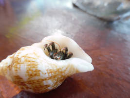 St Piran's hermit crab