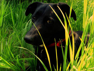 peggy in grass