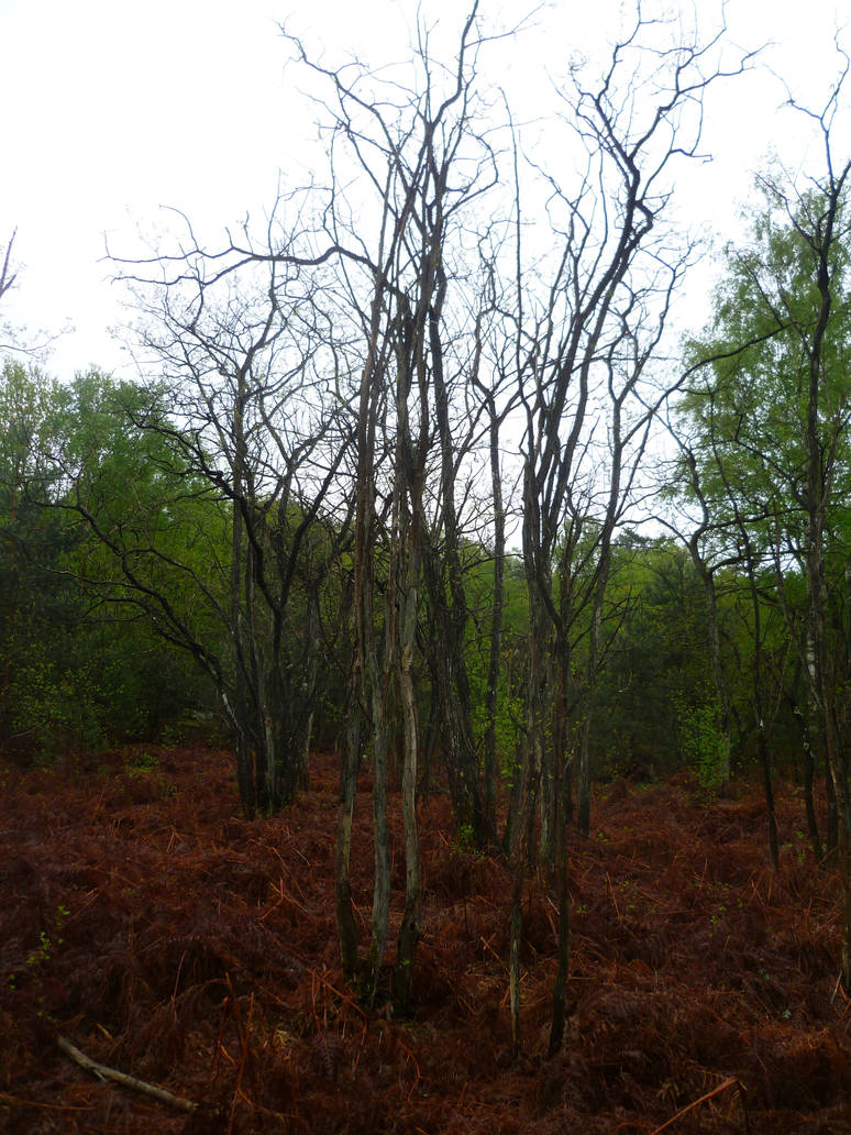 Cthulhu Trees by Asclepios91 on DeviantArt