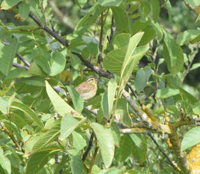 Yellowhammer 3