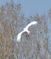 Flying Egret