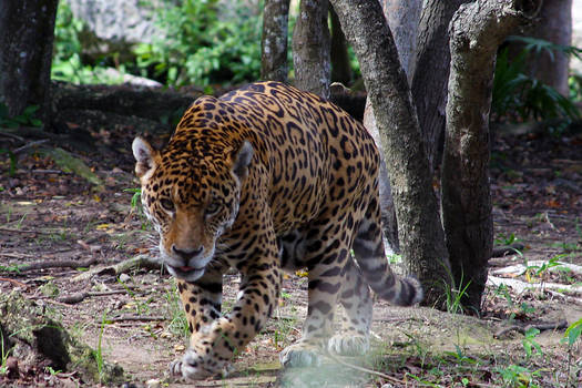 Jaguar