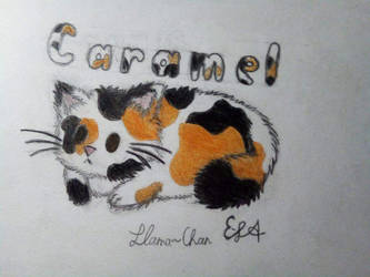 Caramel the calico kitty