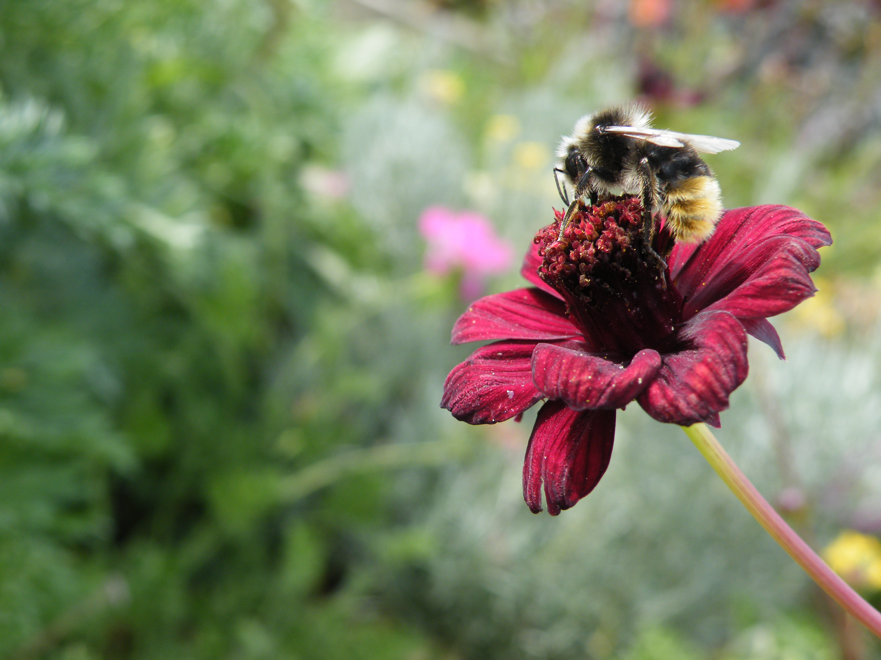 Bee my honey