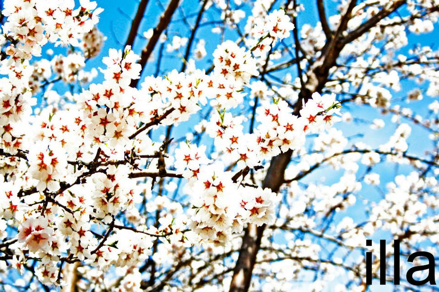 Ii Springy Images spring2 by i-am-illa on DeviantArt