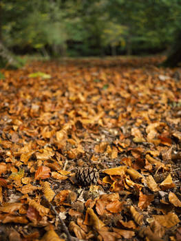 Seeds of Autumn