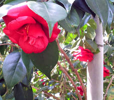 Flowers around Bamboo