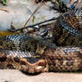 Water Moccasin