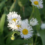 White flower 7