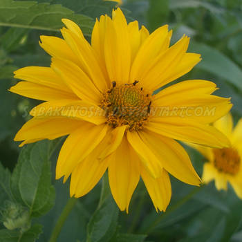Yellow flower 5