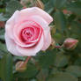 Pink rose 7