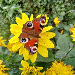 Butterfly 2021 (2)