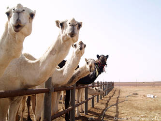 Camels