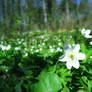 Field of Anemones