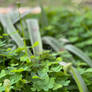 Clovers Really Close Up (portrait)