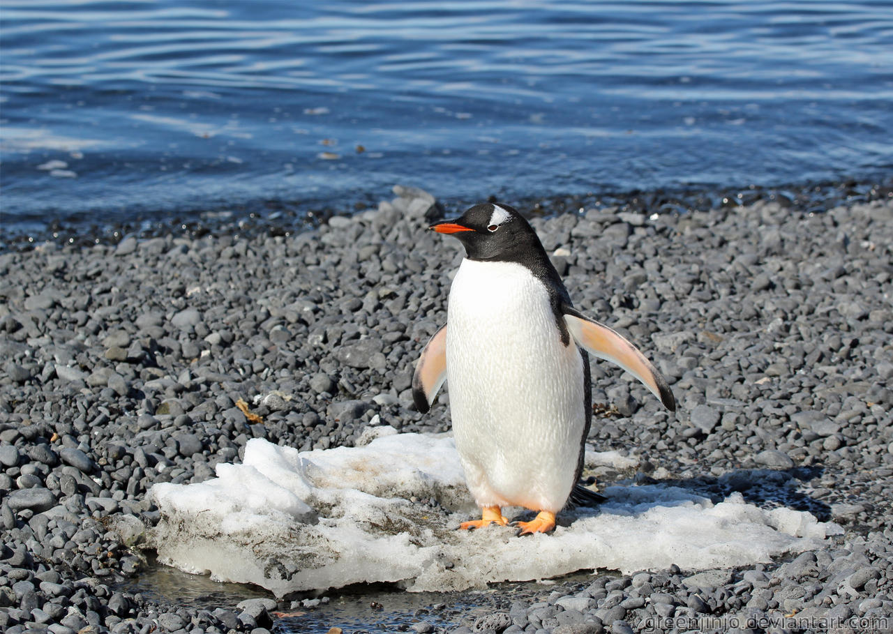 Antarctica :: 012 :: Gentoo on Ice