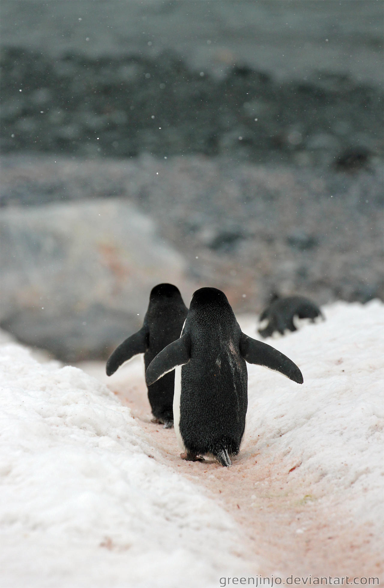 Antarctica :: 020 :: Chinstrap Penguins