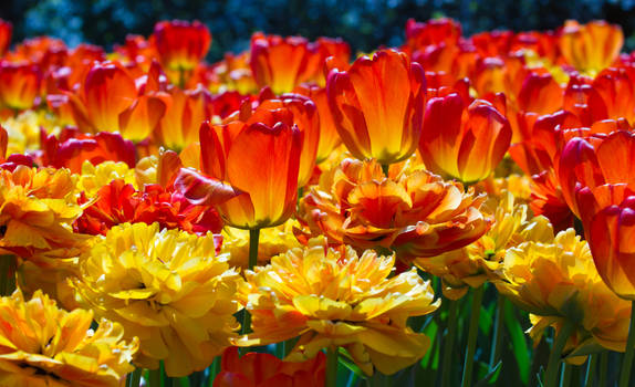 Red and Orange Tulips