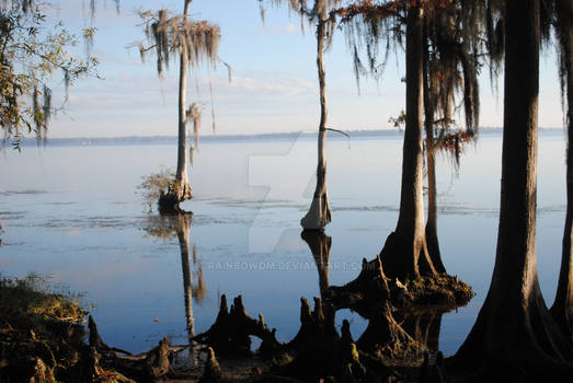 The Water Trees