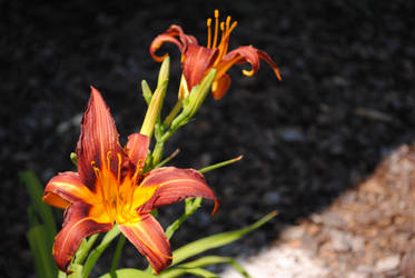 Orange Red Lilies