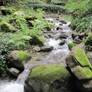 Moss and Flowing Water