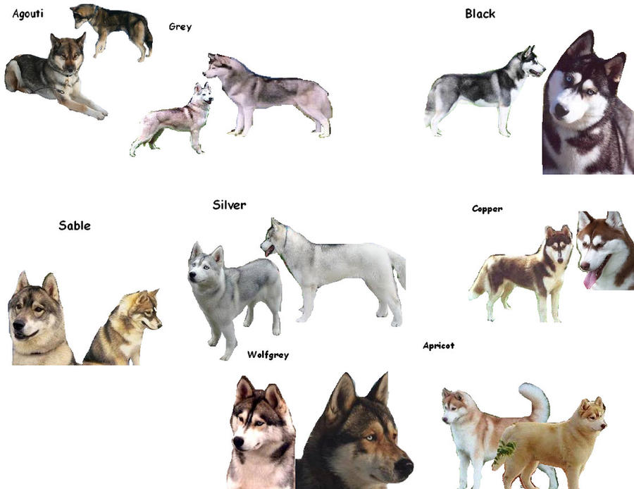Husky Color Variants Husky colors by Huskey1998 on DeviantArt