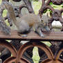 Squirrel on the iron fence