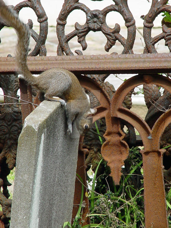 Headstone Rip Squirrel Squirrel on a gravestone by shutterbabe2006 on DeviantArt