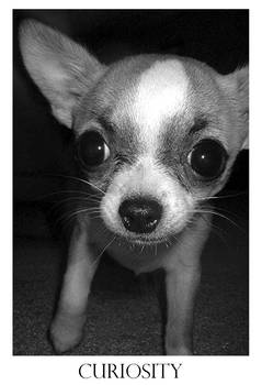 Curious Chihuahua