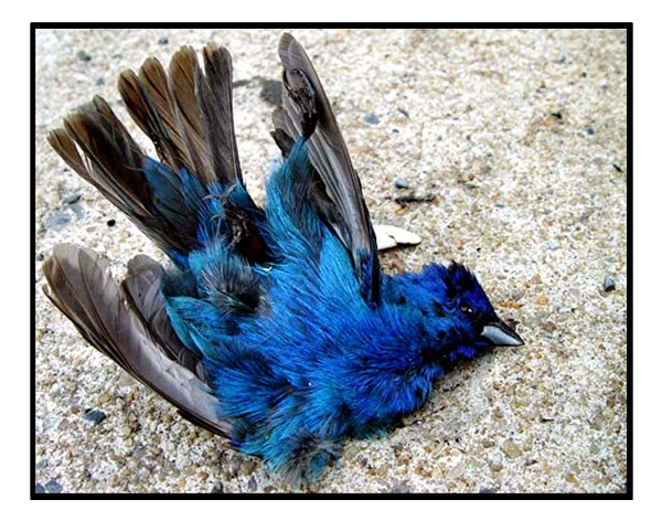 Fallen Bird On The Turnpike