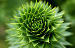 The Monkey Puzzle by angussporran