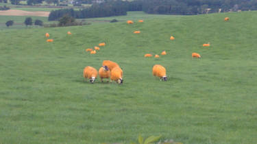 Cheese Puff Sheep