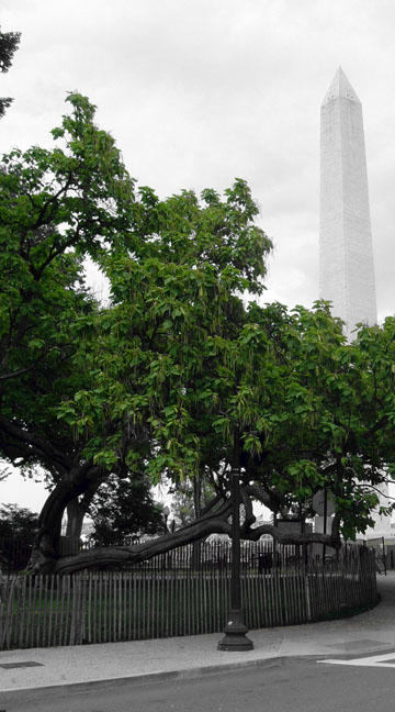 DC Tree by lastashes on DeviantArt